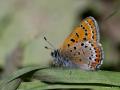 Lycaena helle (Menekşe Bakırgüzeli)